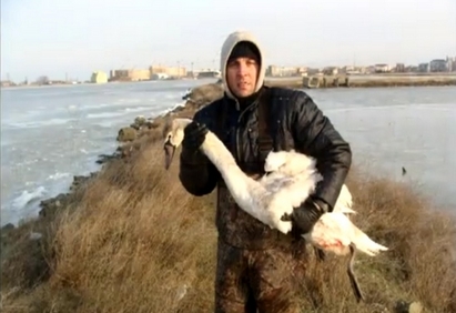 Лебедите в Поморийското езеро умират под носа на „Зелени Балкани“