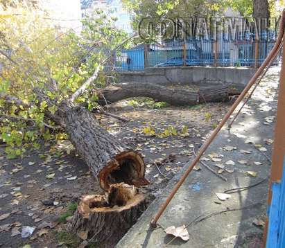 Опасни дървета застрашавали децата в двора на електротехникума в Бургас