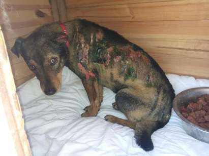 Садисти запалиха бездомно куче в Бургас