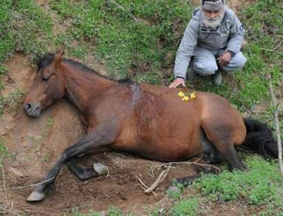 Изверги обикалят в Средец, убиха 6 коня за няколко часа