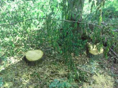 Брутална сеч на горите край Варна, секачите имали разрешение да „разчистят“ терена