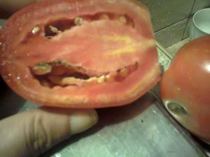 Варненци сравняват доматите с политиците, били фалшиви като тях