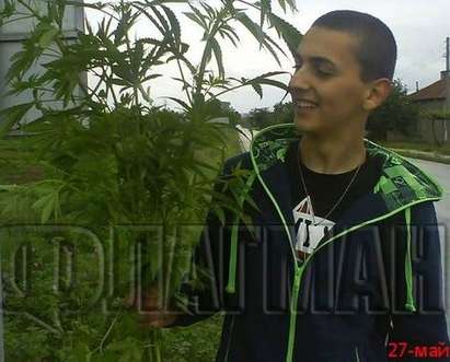 Разбиха наркодепо в с. Маринка, арестуван е 20-годишният Александър с трева за 7500 лв.