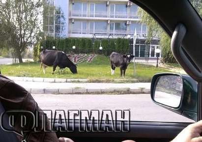 В Слънчев бряг решиха проблема с тревата, пуснаха крави да пасат пред лъскавите хотели