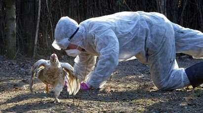 Опасност от птичи грип в Бургаско, спешно предприемат превантивни мерки срещу заразата
