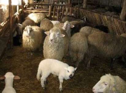 Семейство моли за помощ, губи 400 овце заради алчен наемодател?