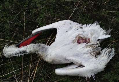 Откриха заразен с птичи грип къдроглав пеликан край местността "Пода"