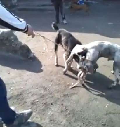 Циганин пусна брутален клип за организиран кучешки бой (ВИДЕО 18+)