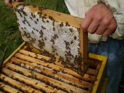 Странджа на прага на екологична катастрофа, пчелите умират