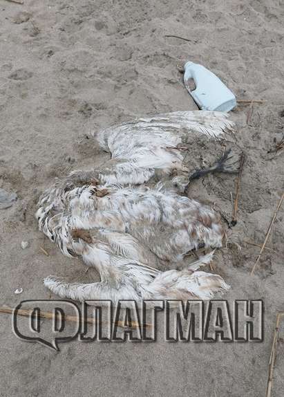 Мъртъв пеликан изплува на плажа в Бургас