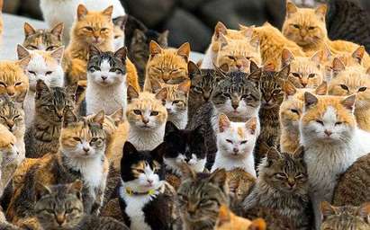 На „котешкия остров“ Аошима хората са пет пъти по-малко от котките