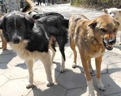 Глутница живее в изоставена сграда край детска градина, озверелите кучета нападат хора