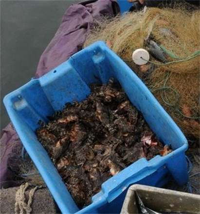Скорпидът се завърна в Черно море, рибарите в Созопол с пълни мрежи