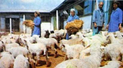 Спомени от соца: Странджанските овчари за горските и за властта през 60-те