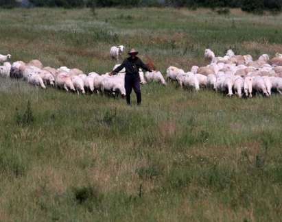 Намушкан в сърцето овчар от Карнобатско се прибра вкъщи да си допие преди да припадне