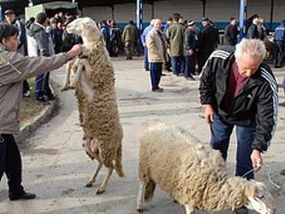 В Бургаско забраниха пазарите на животни заради вирус