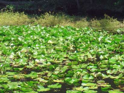 Туризъм в резерват  Вельов вир, дом на красивите водни лилии