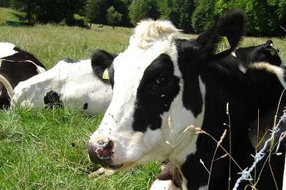 Кожа от умрялата от антракс крава е продадена в Карнобат