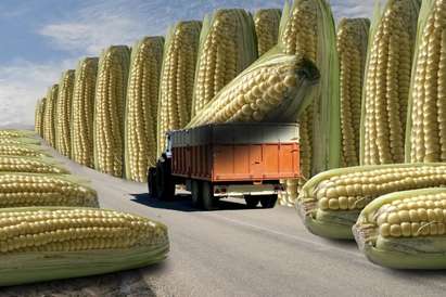 Проф. Талеб: ГМО може да унищожат човечеството