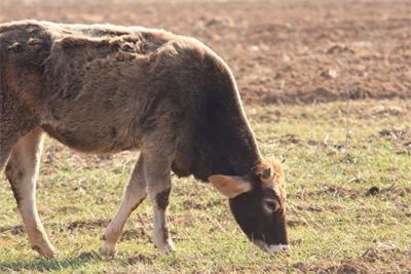 Пияната крава Нонка от Монтана изтрезня със суроватка