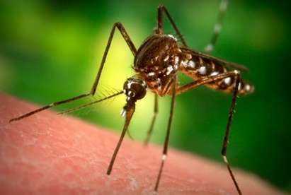 Преглед на регионалния печат: Жилищни блокове в Бургас развъждат комари