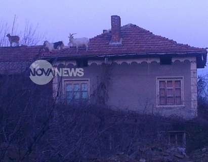 Кози се катерят по покриви, "тероризират" цяло село