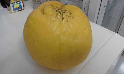 Уникално: Лимон-мутант расте край Приморско