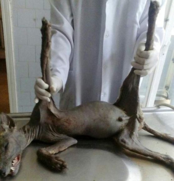 Украинец уби чупакабра, звярът нападнал пилета на съседката му