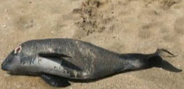 Рекорден брой делфини изхвърлени мъртви на плажа Ахелой и Поморие
