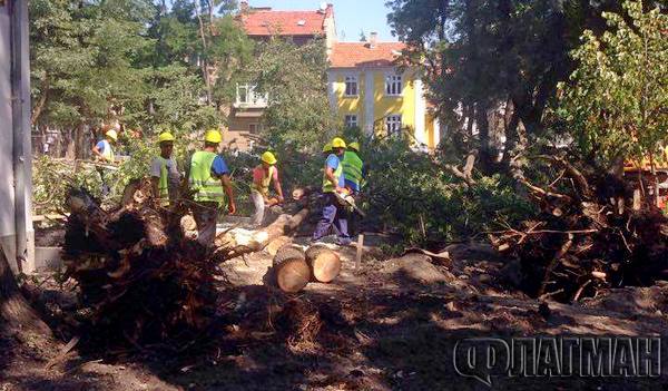 Масова сеч на площад „Жени Патева“ в Бургас, събориха десетки огромни дървета