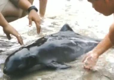 Летовници се бориха за живота на малко делфинче в Ахтопол