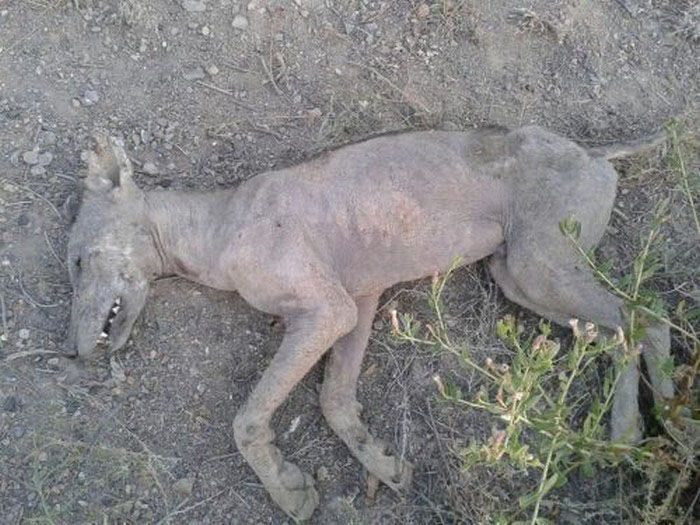 Ловци убиха Чупакабра в Киргизия, звярът дошъл от паралелни светове?