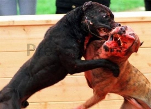 Кошмарът с кървавата работилница за кучешки боеве продължава! Арестуван е племенникът на известния сводник Бургията (СНИМКА)