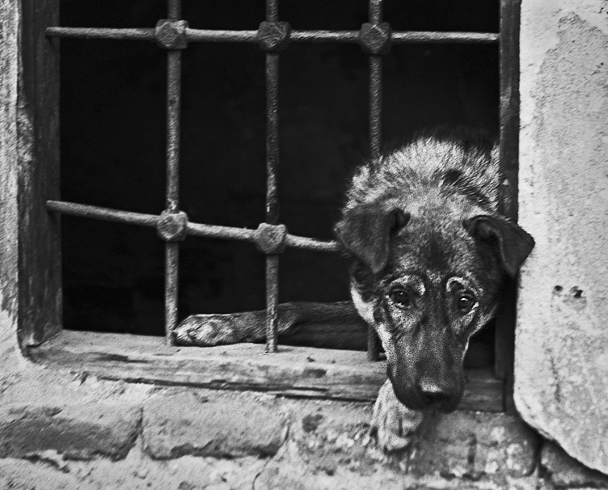 Петицията за наказание на организаторите на кучешки боеве набира скорост