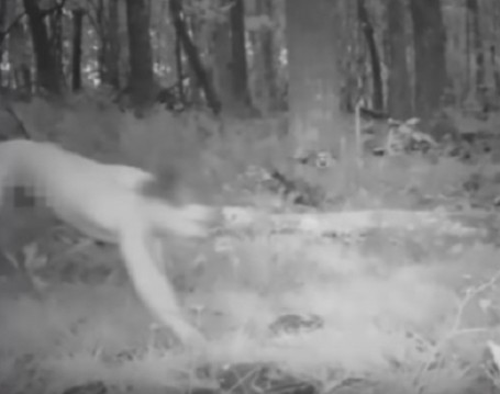 Чех на LSD реши, че е тигър: Хвана гората, тича 8 часа, стигна Полша (ВИДЕО)
