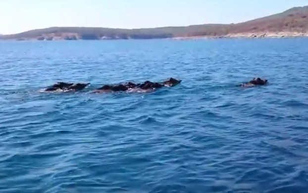 Уникално видео! Стадо диви прасета плува в Черно море