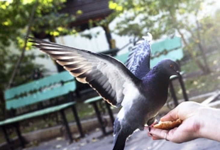 Не хранете гълъбите с ръка в Пловдив, има птичи грип!