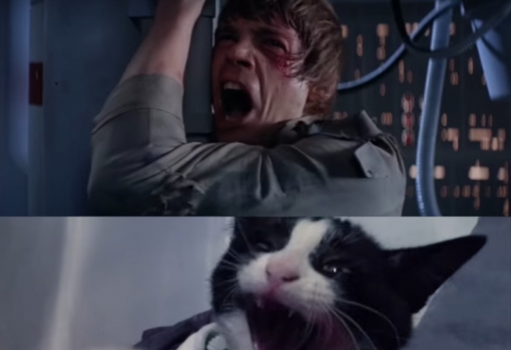 Вижте как котки пресъздават сцени от Междузвездни войни! (ВИДЕО)