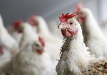 Открито е ново първично огнище на птичи грип в Поморие