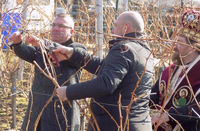 Депутатите от ГЕРБ зарязаха лозята на три места в Бургаско