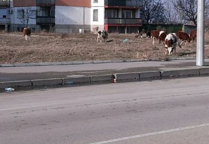 Крави пасат на булевард