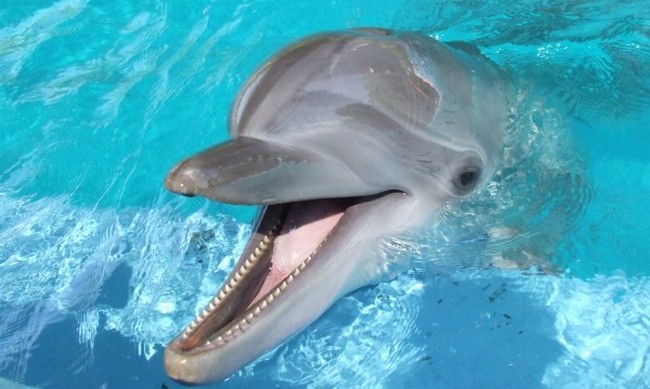 Отровни риби – дрогата при делфините