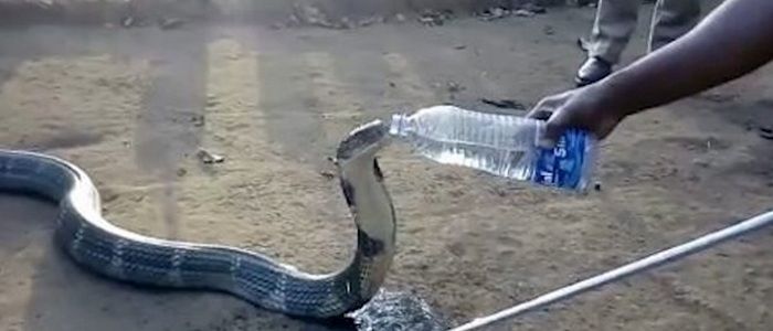 Умираща от жажда кобра потърси помощ от хората (ВИДЕО)