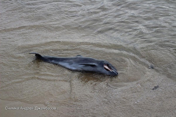 Трети ден труп на делфин плаши хората в Слънчев бряг (СНИМКИ)
