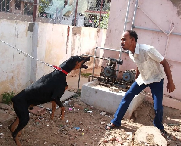 Дворно куче нахапа брутално циганин крадец. Стопанинът на животното - задържан от полицията!
