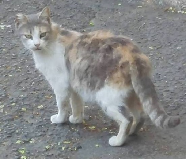 Медицински феномен! Кастрирана, но бременна улична котка, хвърли в тъча бургазлии (СНИМКИ)