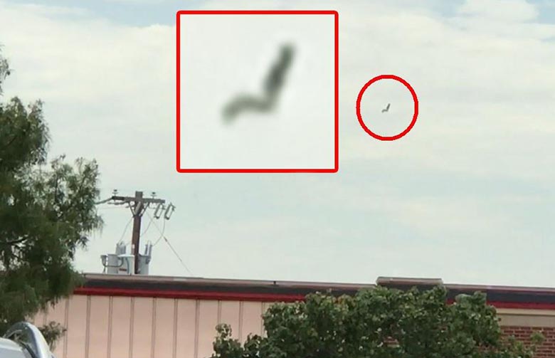 Крилато чудовище се появи край летището в Далас (ВИДЕО)