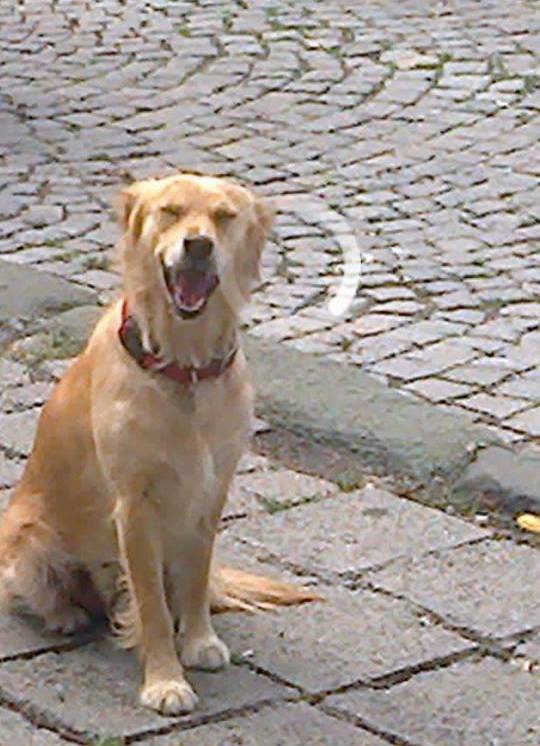 Виждали ли сте кучето Бела? Изчезна от жк „Славейков”, възнаграждението е 1200 лв. (СНИМКИ)