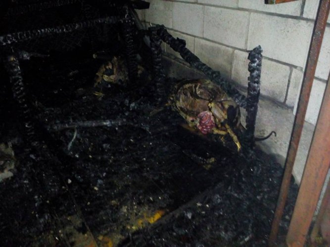 Подпалиха живи кучета в приют край Варна (снимки 18+)