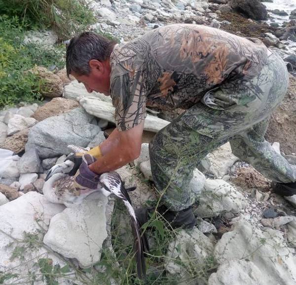 Експерти от РИОСВ-Бургас спасиха бедстващо фламинго (СНИМКИ)